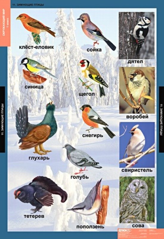 Птицы среднего урала фото и название и описание