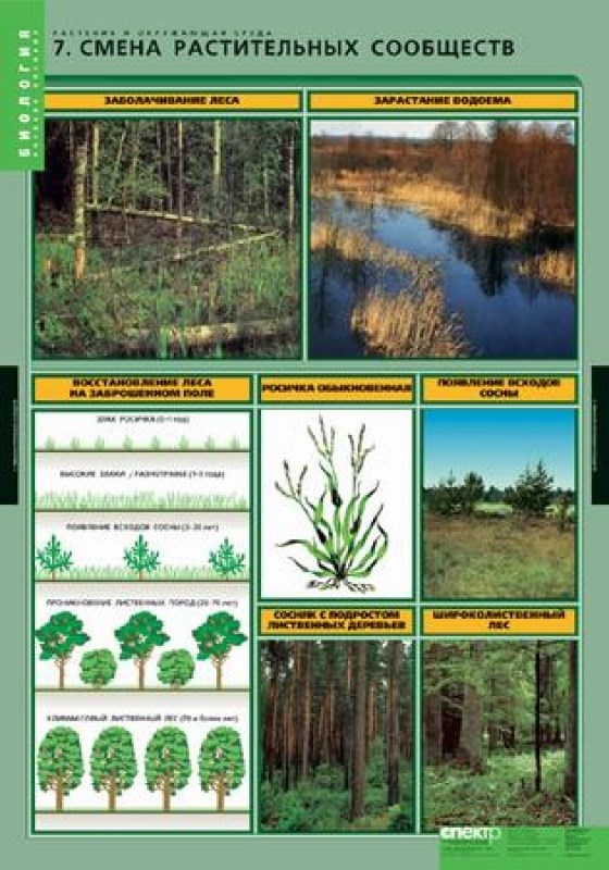 Параграф 17 биология растительные сообщества. Комплект таблиц "растения и окружающая среда" (7 таблиц). Смена растительных сообществ. Растения в таблице лес. Растения из растительного сообщества болото.