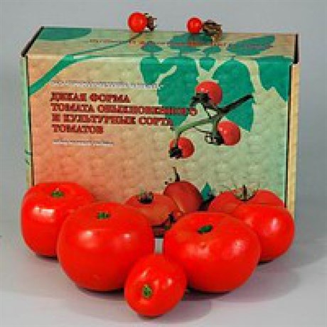 Набор муляжей "Дикая форма томата обыкновенного и культурные сорта томатов" - фото 150267