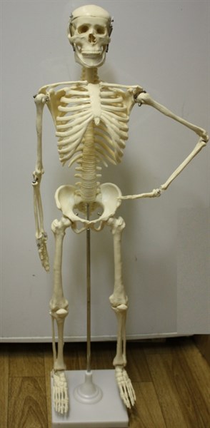 Модель скелета человека 85 см - фото 150298
