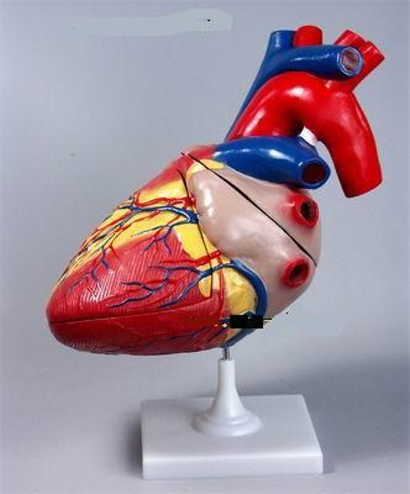 Модель "Сердце увеличенное" - фото 150306