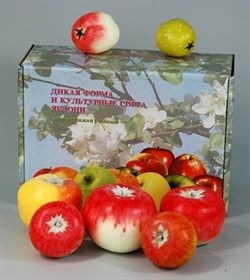 Набор муляжей "Дикая форма и культурные сорта яблони" - фото 159527