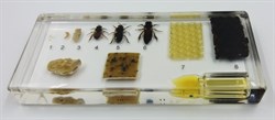 Коллекция "Развитие медоносной пчелы" (акрил) - фото 479363