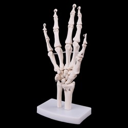 Модель "Анатомическая модель кисти руки" - фото 479375