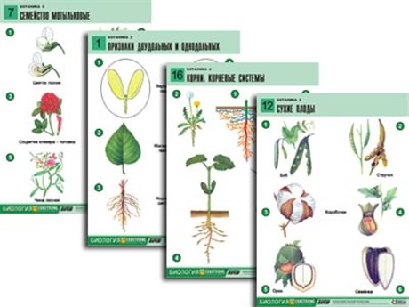 Комплект таблиц по биологии дем. "Ботаника 2" (18 табл., формат А1, лам.) - фото 58949
