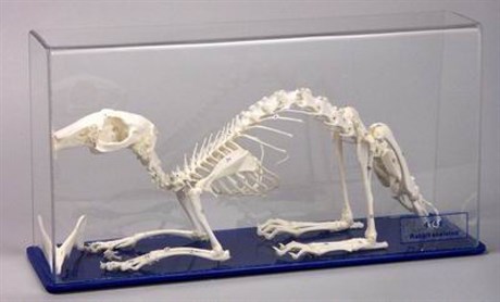 Скелет кролика - фото 59006