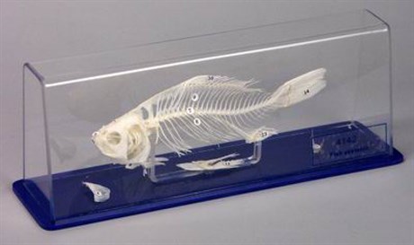 Скелет костистой рыбы - фото 59007