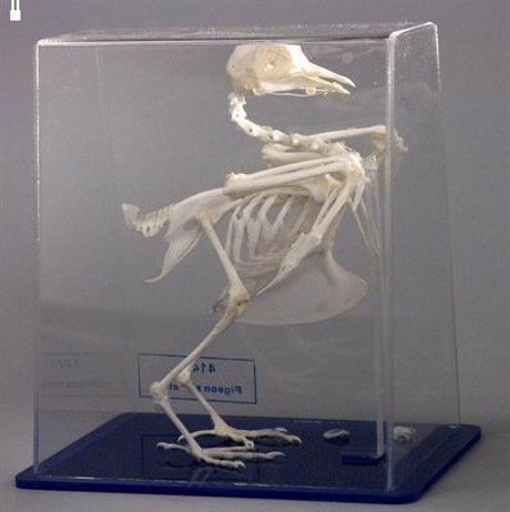 Модель  Скелет голубя - фото 59008