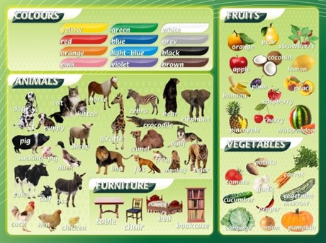 Стенд Цвета, животные, фрукты, овощи - фото 59283