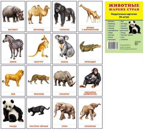 Животные жарких стран 16 раздаточных карточек - фото 60216