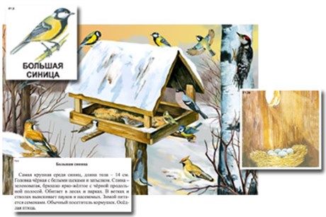 Магнитный плакат-аппликация "Биоразнообразие и экологические группы. Птицы зимой" - фото 60236