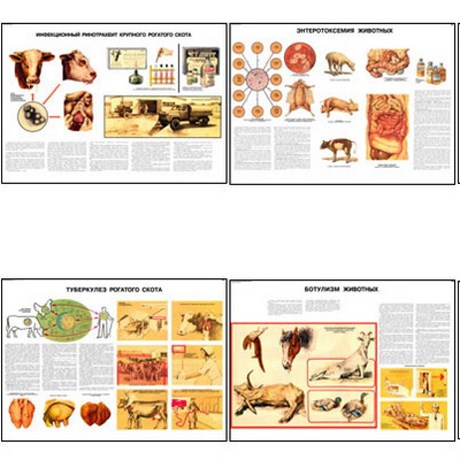 Плакаты ПРОФТЕХ "Меры борьбы с заразными заболеваниями с/х животных и птицы" 11001 - фото 62337
