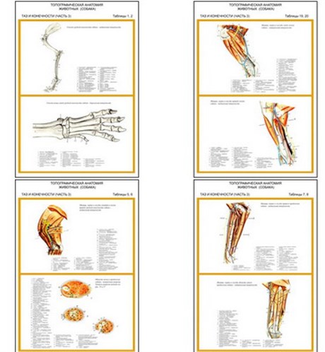 Плакаты ПРОФТЕХ "Топограф. анатомия. Собака. Таз и конечности" - фото 62343