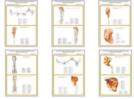 Плакаты ПРОФТЕХ "Топограф. анатомия. Овца, баран. Таз и конечности" - фото 62349