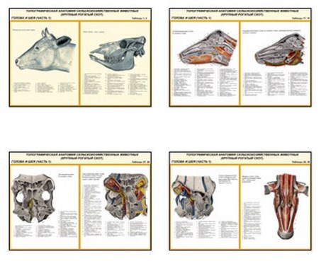 Плакаты ПРОФТЕХ "Топограф. анатомия. Крупного рогатого скота. Голова и шея" - фото 62356