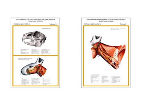 Плакаты ПРОФТЕХ "Топограф. анатомия. Кролик. Голова и шея" - фото 62359