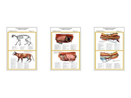 Плакаты ПРОФТЕХ "Топограф. анатомия. Кошка. Туловище " - фото 62360