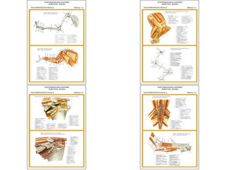 Плакаты ПРОФТЕХ "Топограф. анатомия. Кошка. Таз и конеч." - фото 62361