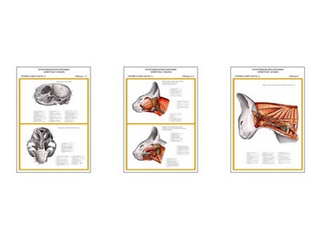 Плакаты ПРОФТЕХ "Топограф. анатомия. Кошка. Голова и шея" - фото 62362