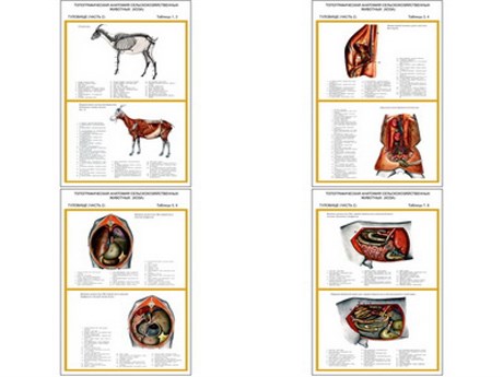Плакаты ПРОФТЕХ "Топограф. анатомия. Коза. Туловище" - фото 62363