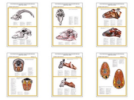 Плакаты ПРОФТЕХ "Топограф. анатомия. Коза. Голова и шея" - фото 62365