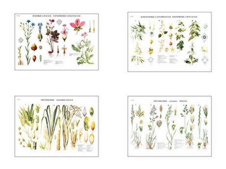 Плакаты ПРОФТЕХ "Систематика растений" - фото 62366
