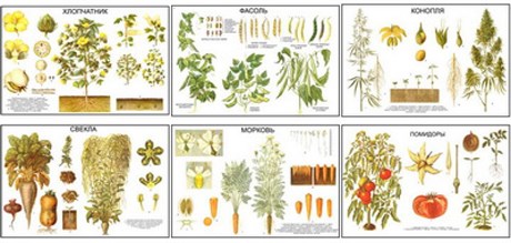 Плакаты ПРОФТЕХ "Классификация растений" - фото 62369