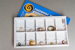 Коллекция "Раковины моллюсков" - фото 732430