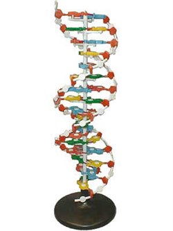 Модель структуры ДНК - фото 732537