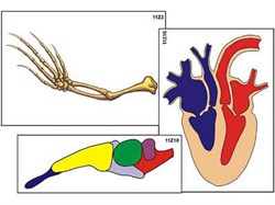 Модель-аппликация "Эволюция важнейших систем органов позвоночных" (ламинированная) - фото 732639