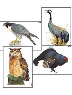 Модель-аппликация "Разнообразие высших хордовых 1. Пресмыкающиеся и птицы" (ламинированная) - фото 732641