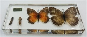 Коллекция "Развитие бабочки" (акрил)
