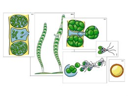 Модель-аппликация "Размножение многоклеточной водоросли"