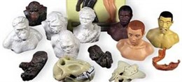Комплект палеонтологических моделей "Происхождение человека"