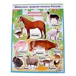 Плакат "Домашние животные"