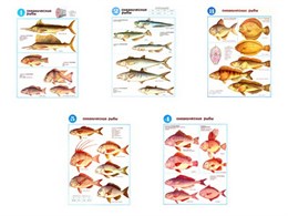 Плакаты ПРОФТЕХ "Океанические рыбы"