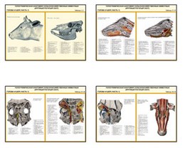 Плакаты ПРОФТЕХ "Топограф. анатомия. Крупного рогатого скота. Голова и шея"
