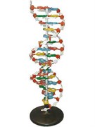 Модель структуры ДНК
