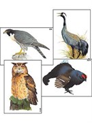 Модель-аппликация "Разнообразие высших хордовых 1. Пресмыкающиеся и птицы" (ламинированная)