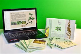 Гербарий натурально-интерактивный "Дикорастущие растения"