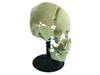 Модель "Кости черепа" - фото 150304