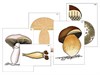Модель-аппликация "Размножение шляпочного гриба" - фото 58929