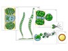 Модель-аппликация "Размножение многоклеточной водоросли" - фото 58934