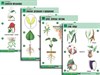 Комплект таблиц по биологии дем. "Ботаника 2" (18 табл., формат А1, лам.) - фото 58949