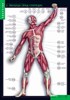 Комплект таблиц. Биология. Строение тела человека (10 таблиц + 80 карточек) - фото 58962