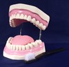 Модель "Гигиена зубов" - фото 59030