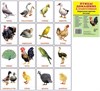 Птицы домашние и декоративные.16 раздаточных карточек - фото 60220