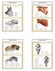 Плакаты ПРОФТЕХ "Топограф. анатомия. Собака. Голова и шея" - фото 62344