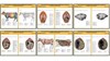 Плакаты ПРОФТЕХ "Топограф. анатомия. Крупного рогатого скота. Туловище" - фото 62354
