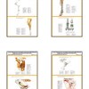 Плакаты ПРОФТЕХ "Топограф. анатомия. Крупного рогатого скота. Таз и конечность" - фото 62355